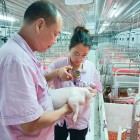 推动改革提质，助推种业振兴：惠州市广丰农牧有限公司荣获国家级猪伪狂犬净化场荣誉称号